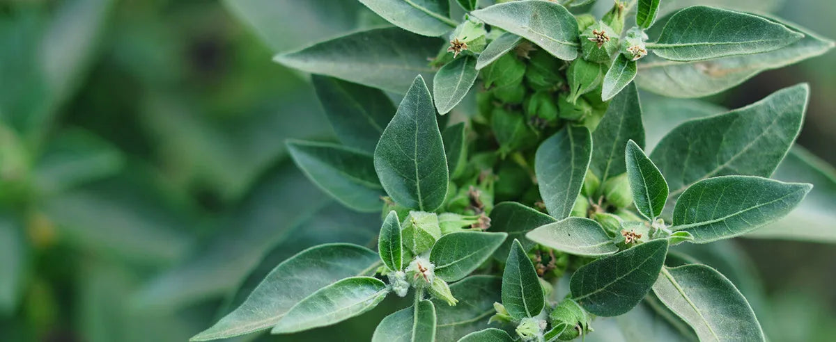 Close-up of green leaves with a blurred green background
