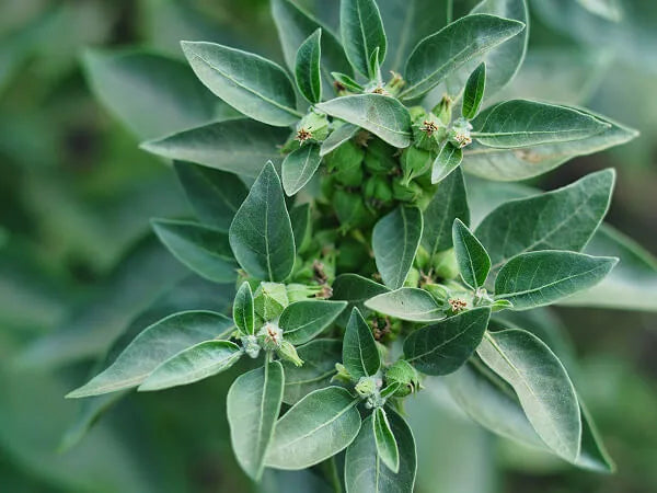 Close-up of a green leafy plant with small buds